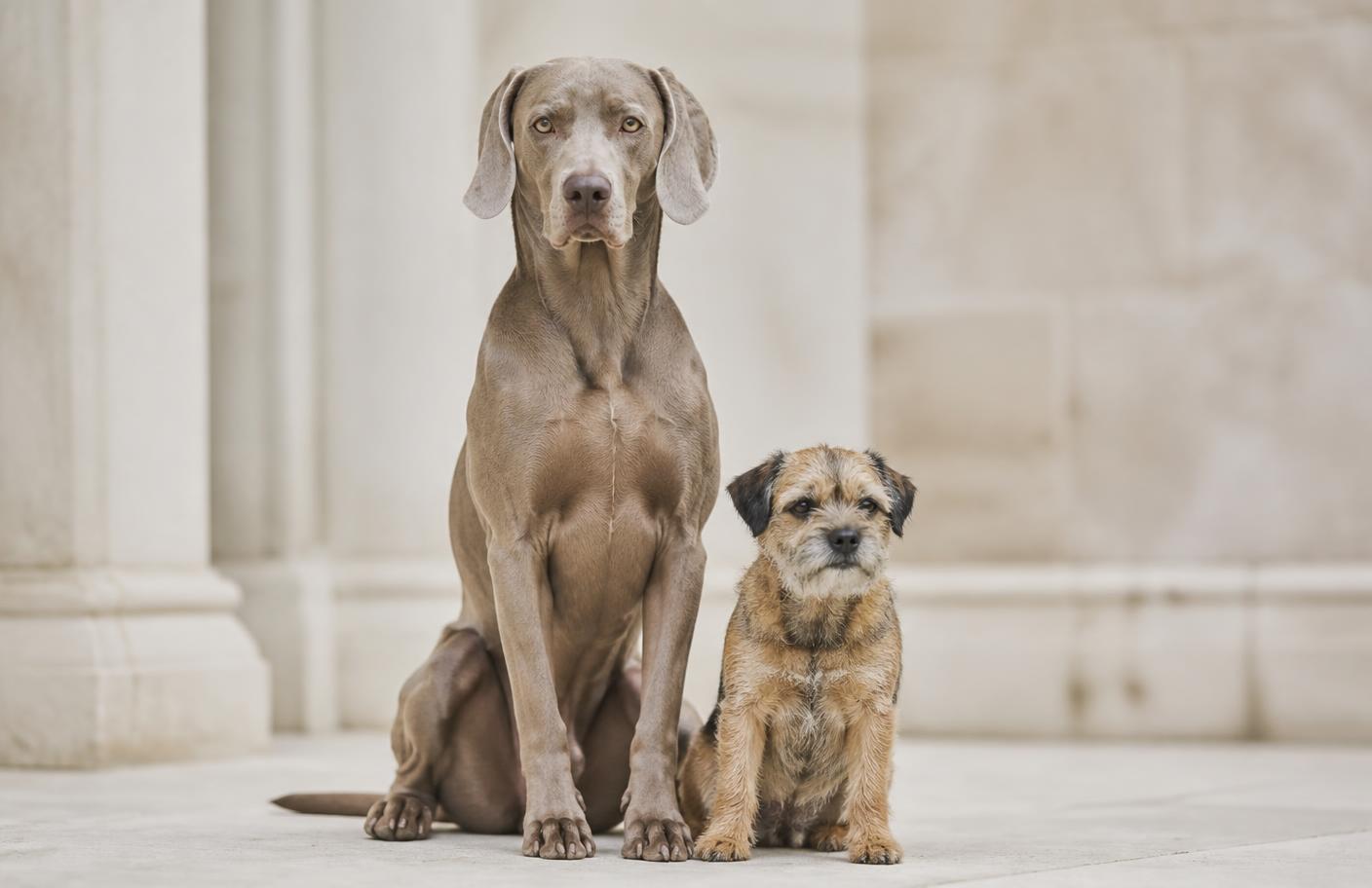 A large-breed dog and a small terrier sitting side by side outdoors